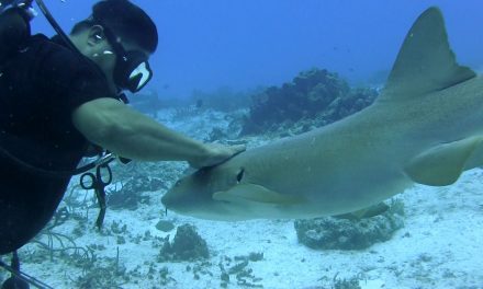 Cozumel Dive Sites Grow in Popularity
